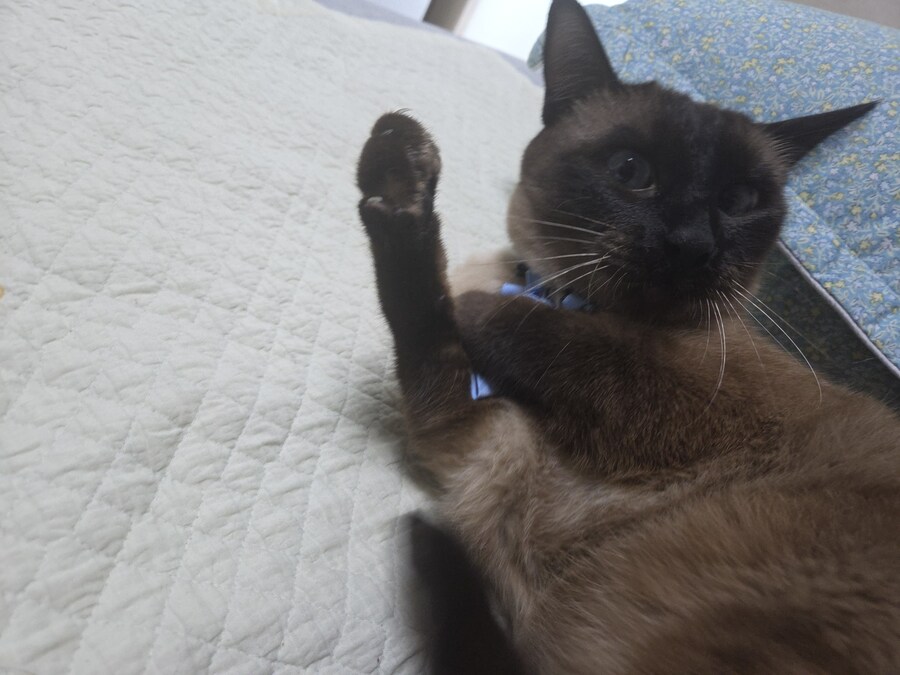 투쟁고양이 VS 귀족고양이 당신의 선택은?!?!_16.jpg