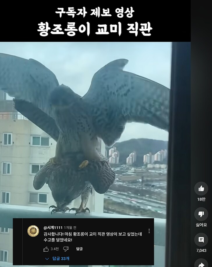 황조롱이 교미 직관 댓글_1.png