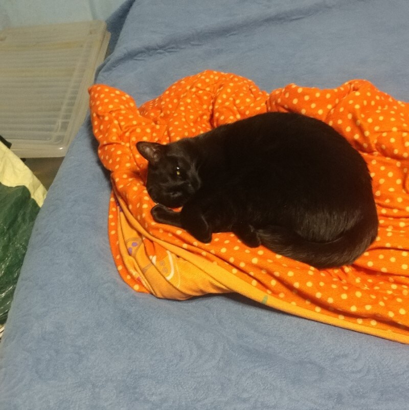 인기없는 검은 고양이의 행동변화_1.jpg