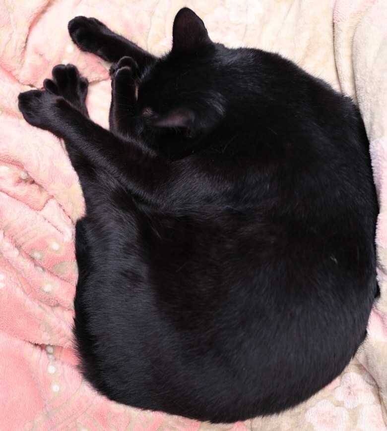 인기없는 검은 고양이의 행동변화_4.jpg