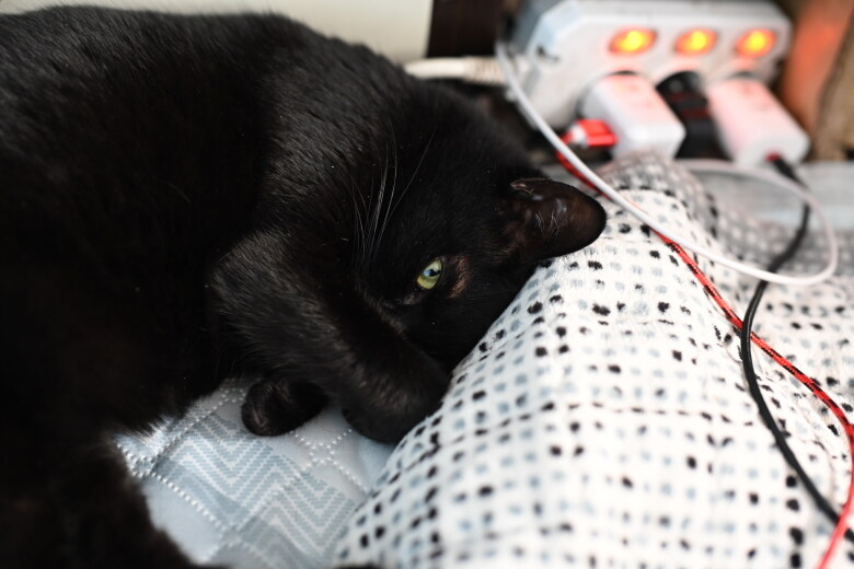 인기없는 검은 고양이의 행동변화_7.jpg