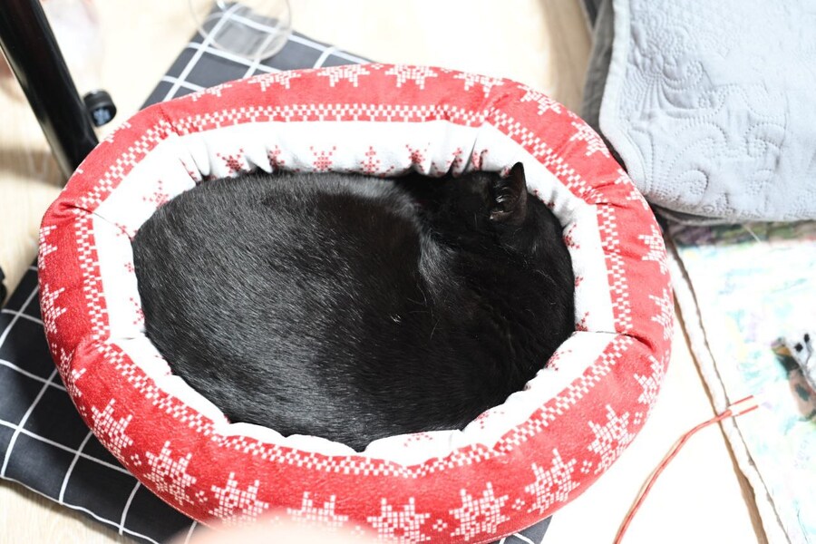 인기없는 검은 고양이의 행동변화_8.jpg