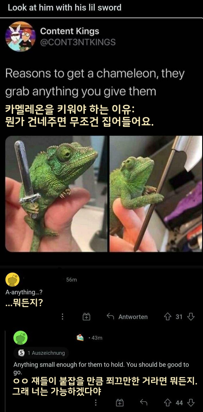 카멜레온을 키워야 하는 이유.jpg_1.png