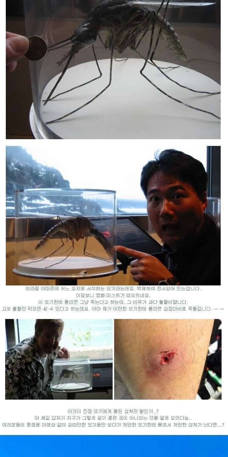 아마존 거대모기는 가짜다_1.jpg