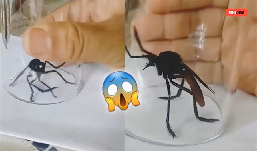 아마존 거대모기는 가짜다_3.jpg