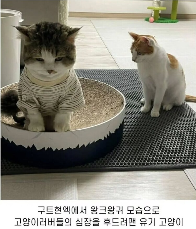 고양이의 치사한 점 하나.jpg_1.png
