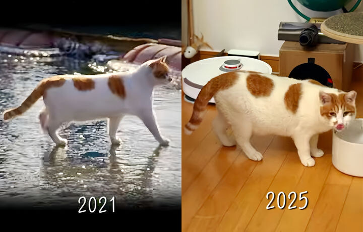 2025년의 꽁꽁냥이_1.jpg