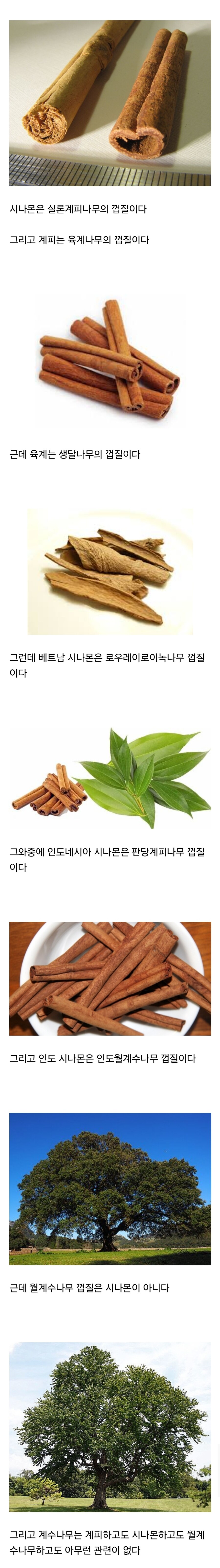 계피와 시나몬의 환장할 관계_1.jpg