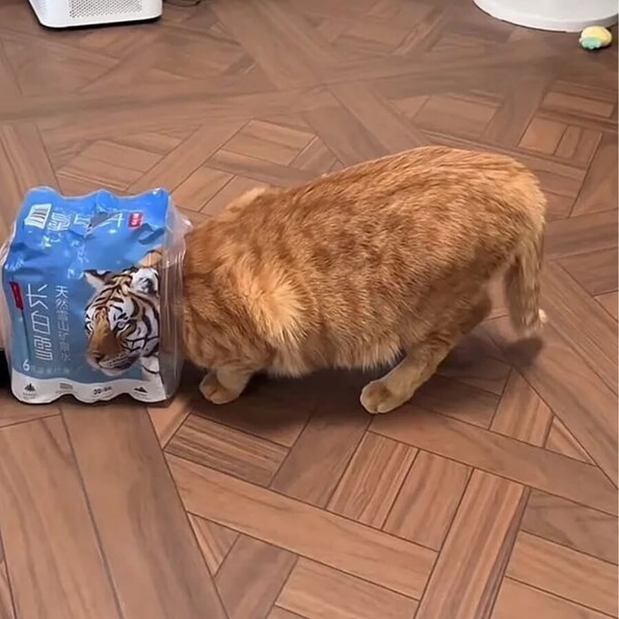고양이 몸매에 호랑이 얼굴_1.jpg