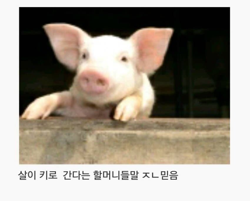 씹돼지들 특징_4.jpg