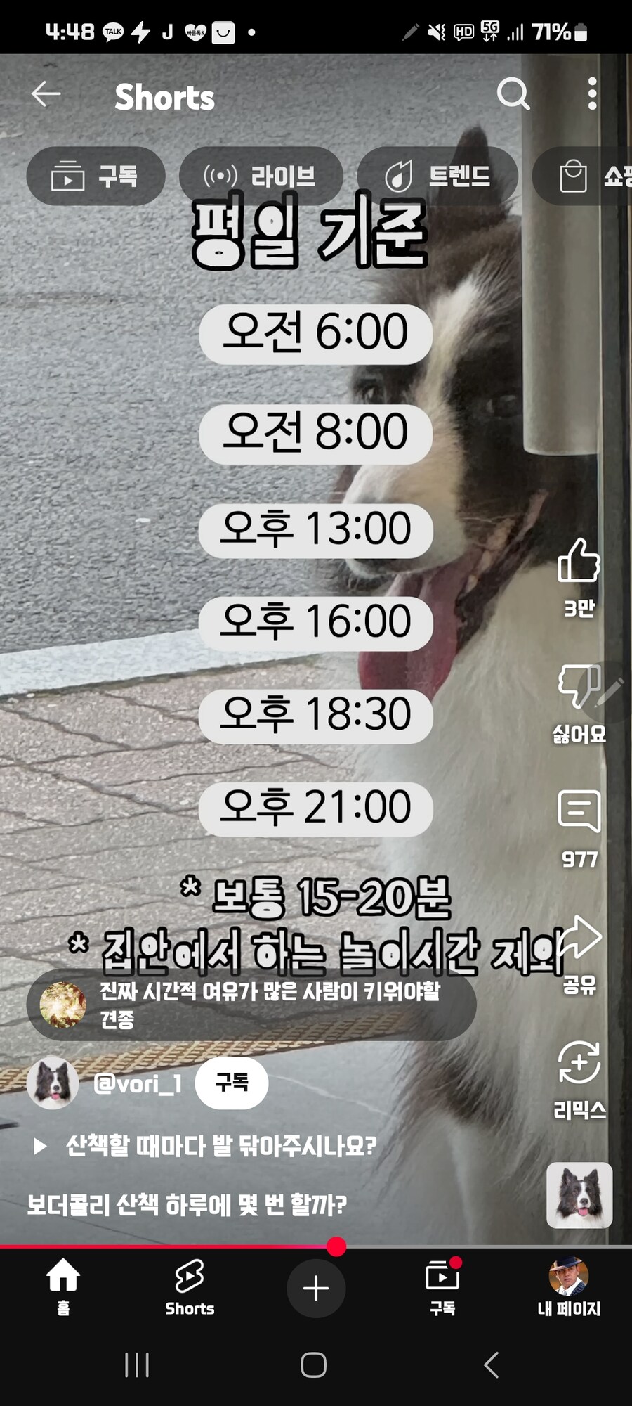 보더컬리 산책시간_1.jpg