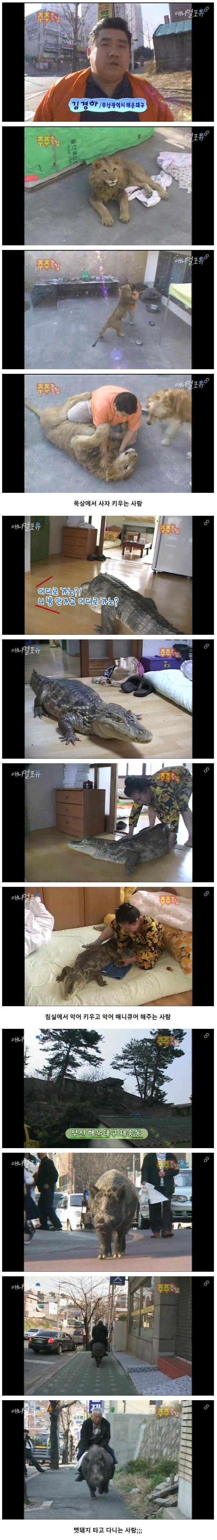낭만의 시절 위풍당당한 애완동물들_1.jpg