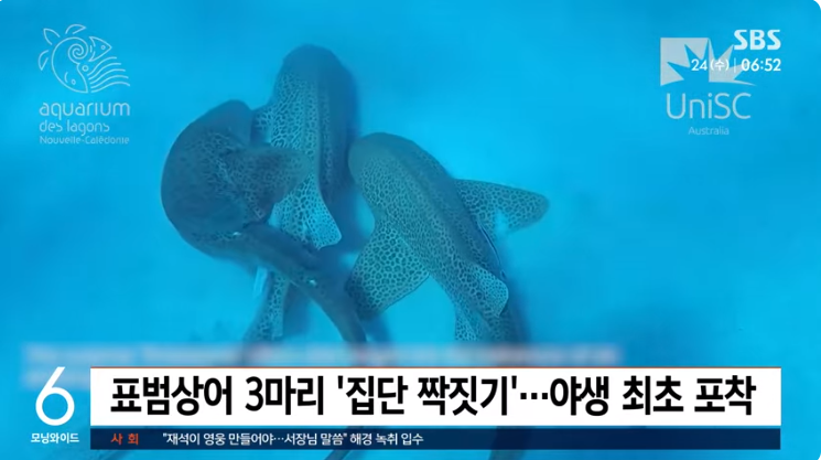 야생 최초 쓰리썸 포착_1.png