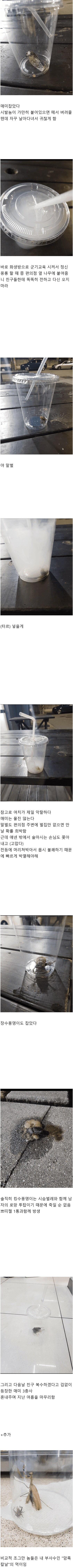 [혐] 야간편돌이가 여름에 잡은 곤충들_1.png