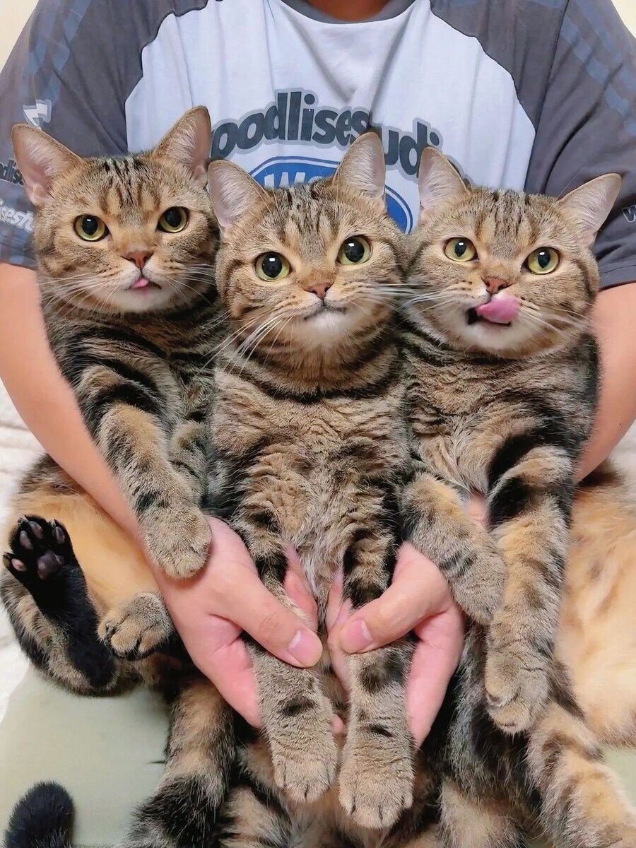 품 안의 고양이 3마리_1.jpg