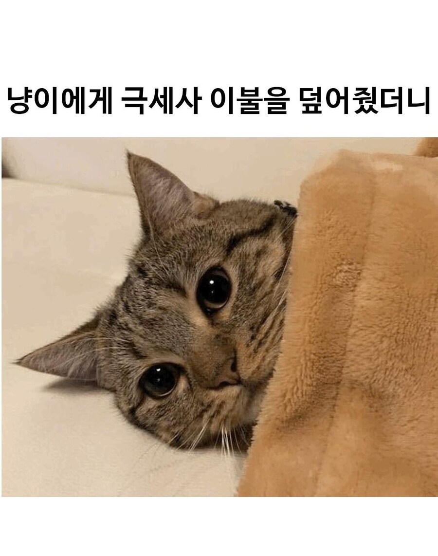귀여운고양이 보고 자자_1.jpg