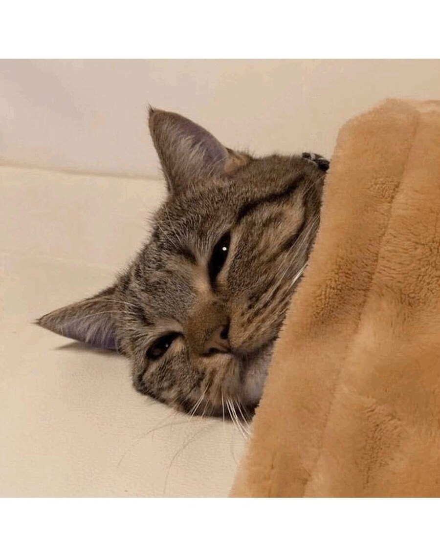 귀여운고양이 보고 자자_2.jpg