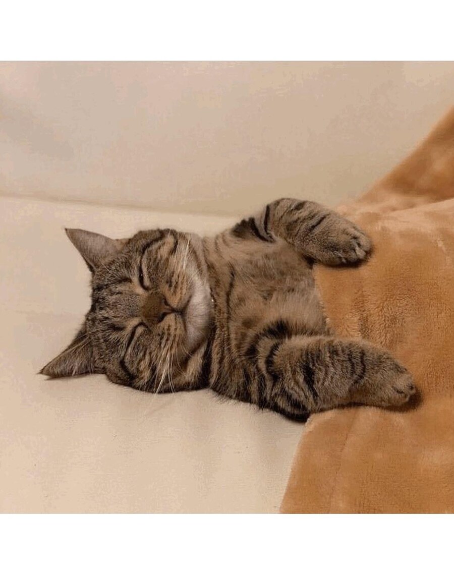 귀여운고양이 보고 자자_3.jpg