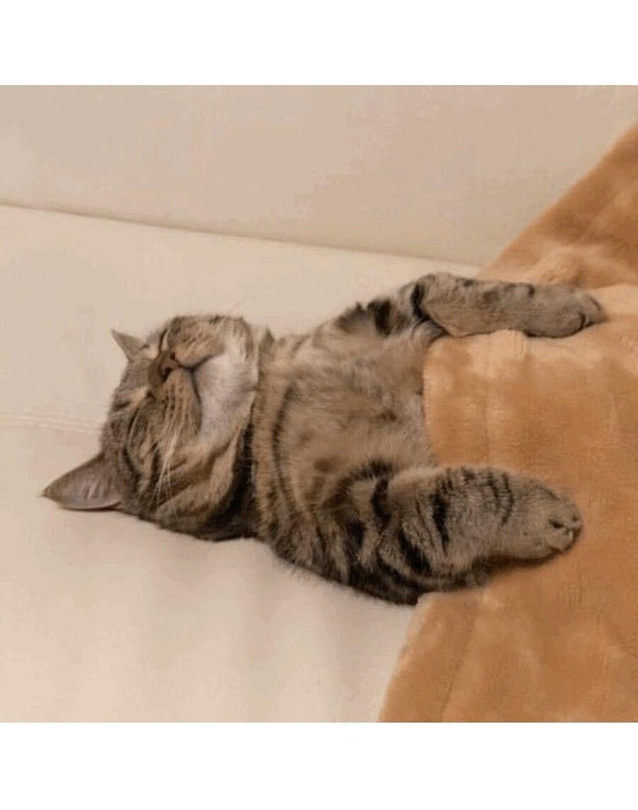 귀여운고양이 보고 자자_4.jpg
