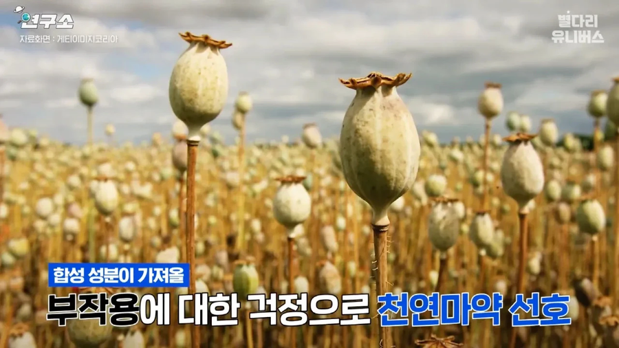 펜타닐이 한국에서 인기가 없는 이유.jpg_7.webp