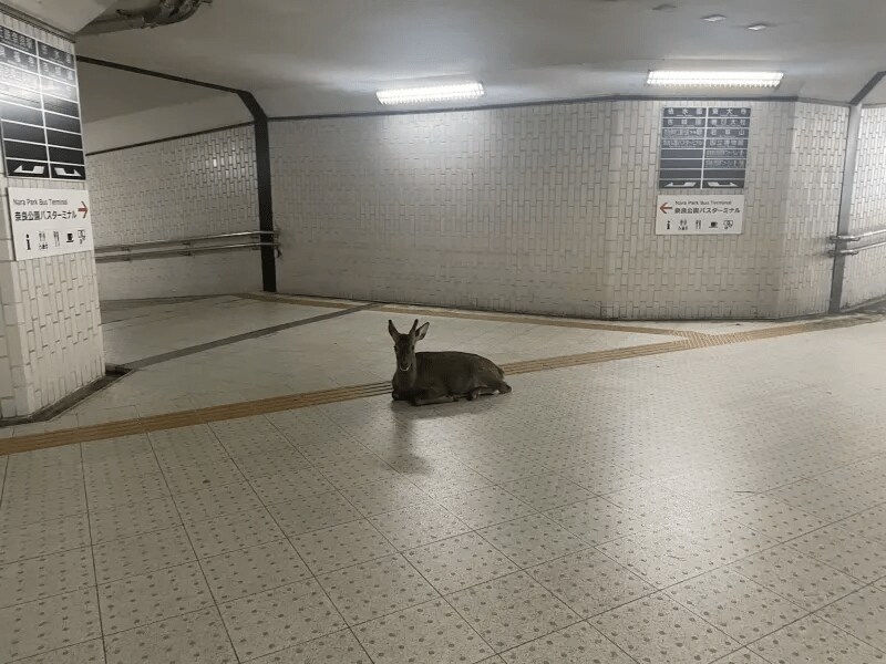 보자마자 뒤돌아 가야 하는 이상현상_1.png
