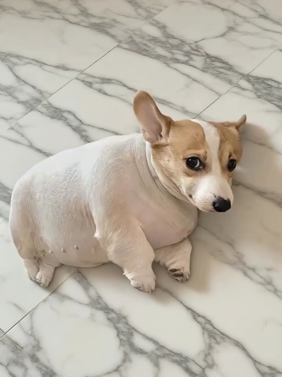 야 이 개돼지같은 것아_1.jpg