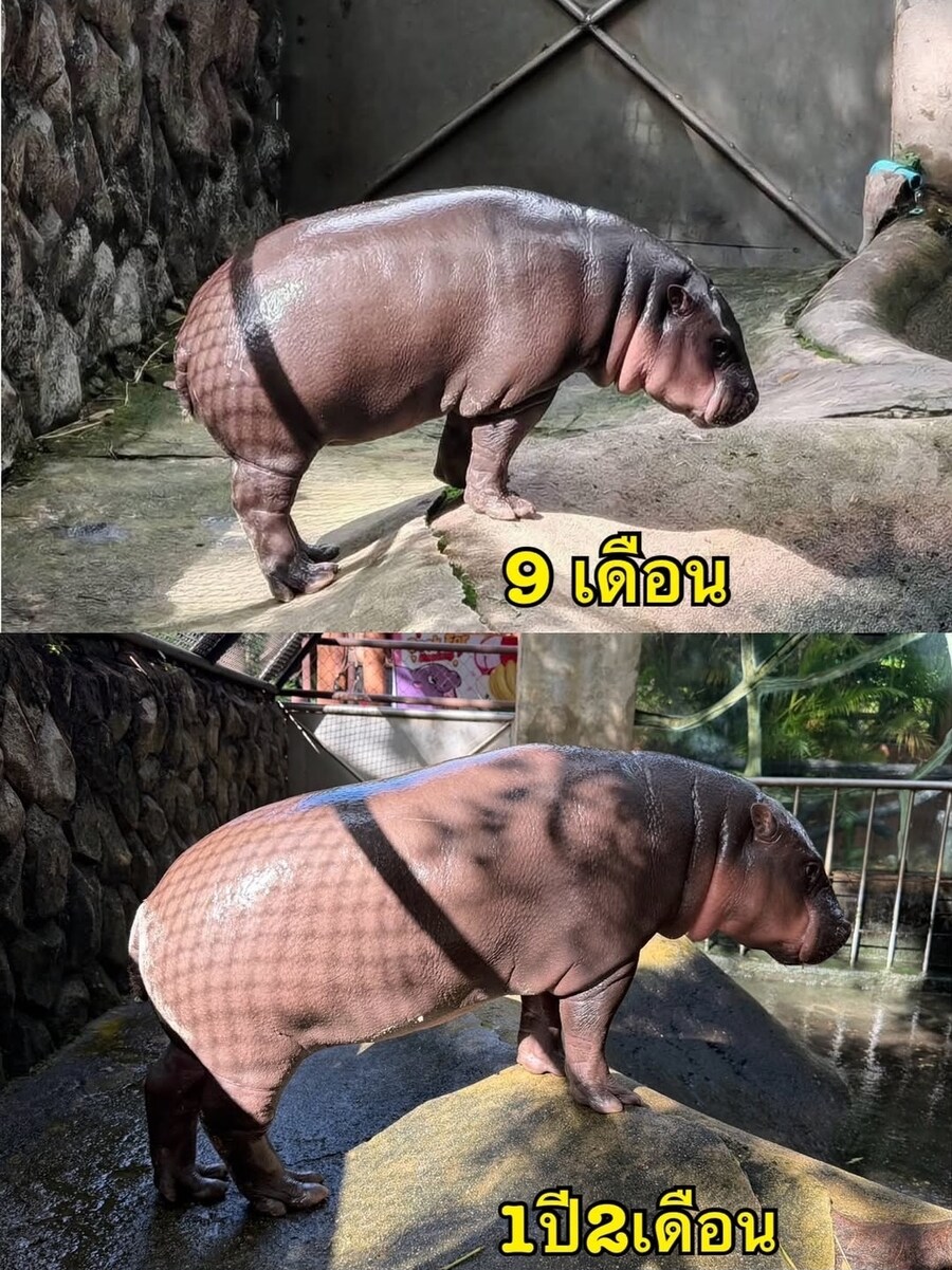 하의 망사스타킹 하마_1.jpg