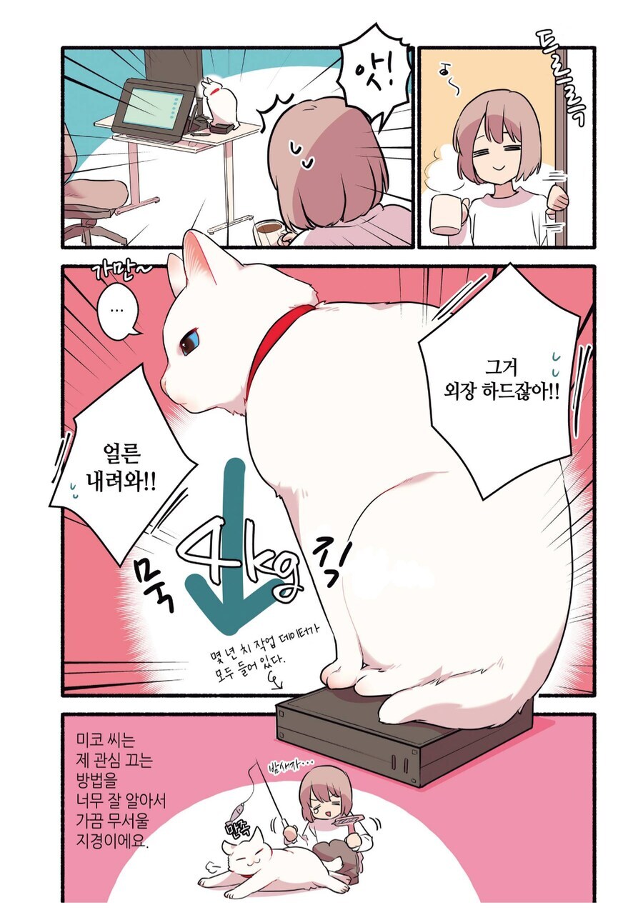 고양이 키우면 조심해야 하는것_3.jpg