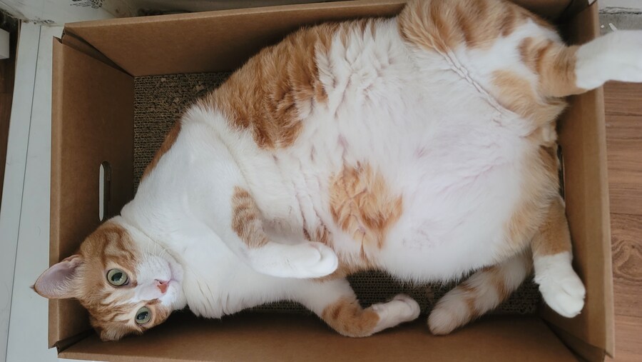 집사 밟고다니는 돼지 ㅡㅡ_2.jpg