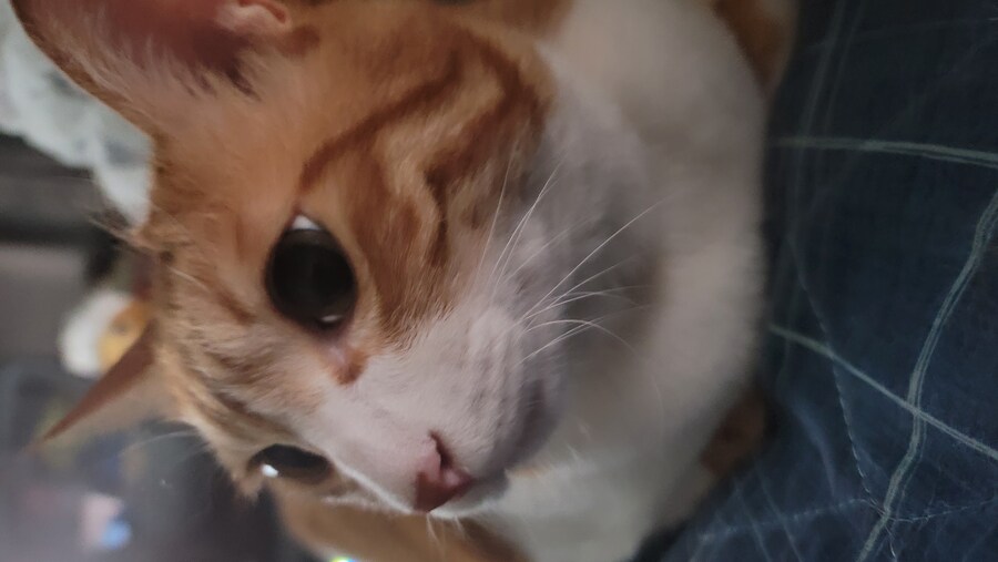 집사 밟고다니는 돼지 ㅡㅡ_4.jpg