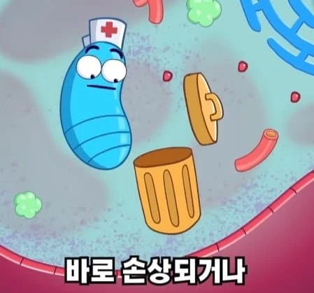 36시간 단식이 몸에 좋은 이유_40.webp