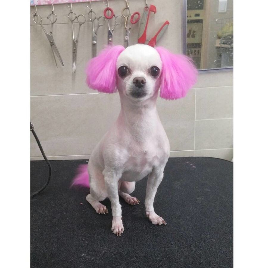 시골 미용실에 높은 확률로 있는 동물.jpg_1.jpg