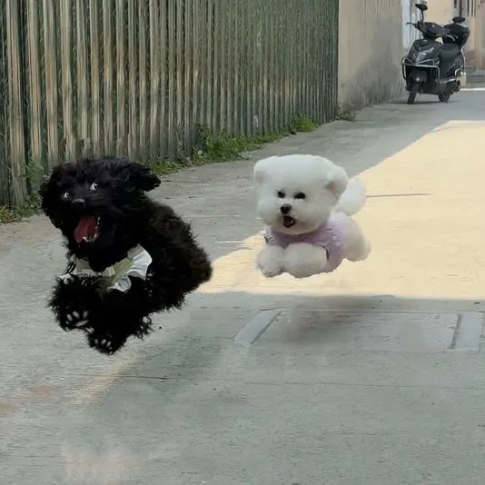 날으는 강아지들_1.webp
