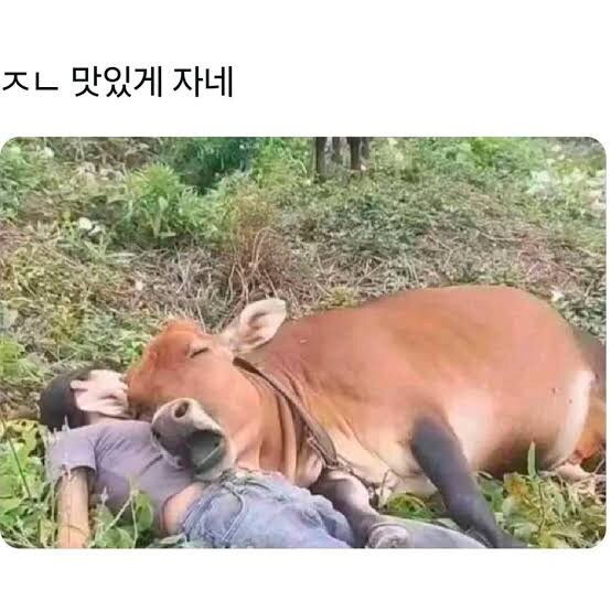 생각보다 지능이 높은 동물_4.jpg
