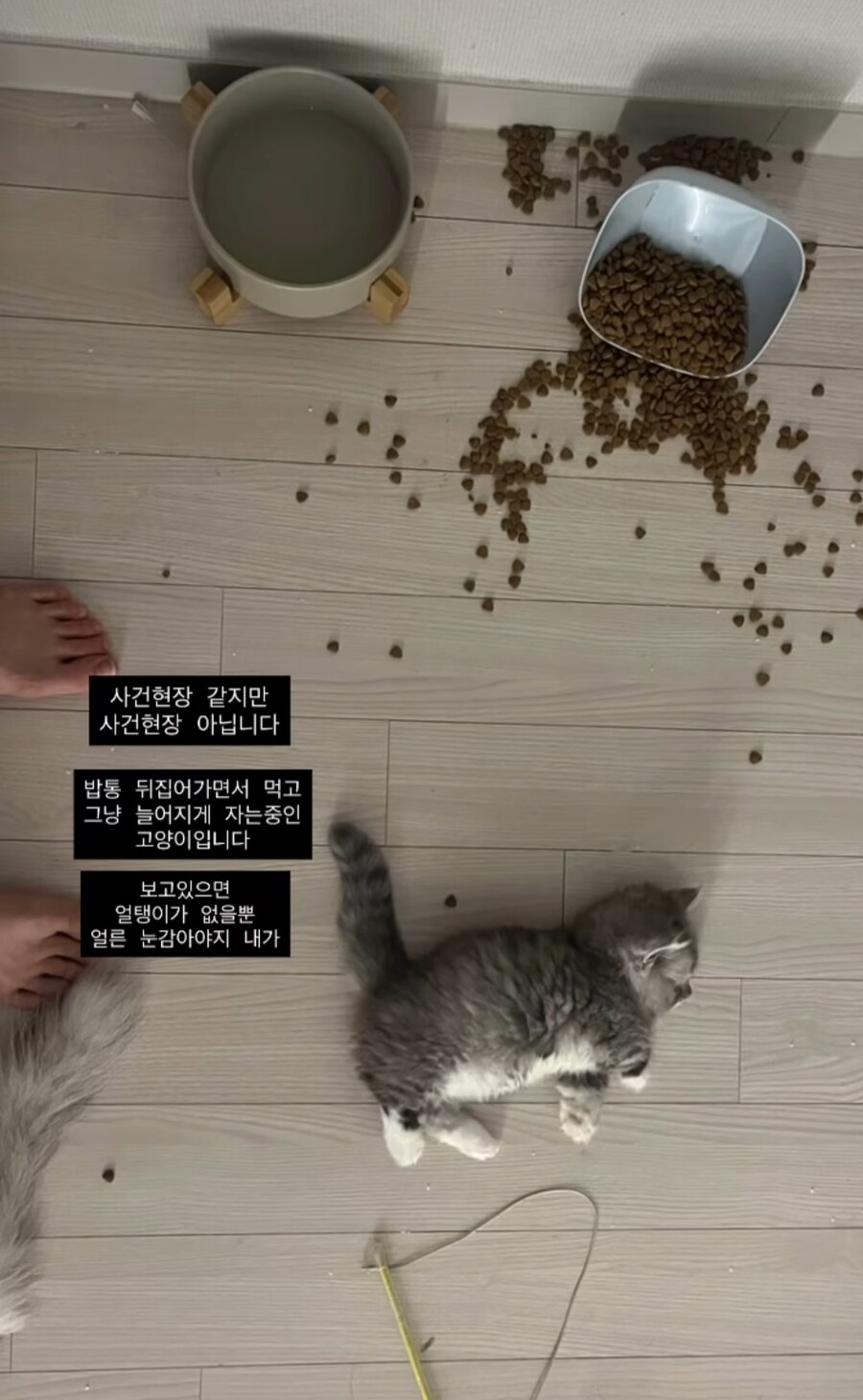 참혹한 고양이 사건현장..._1.jpg