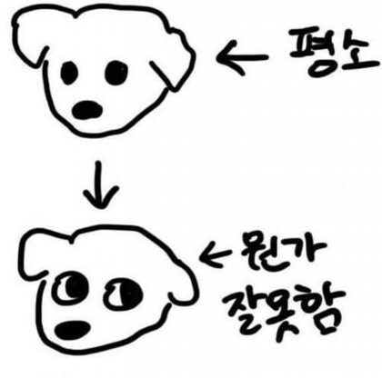 이것이 이집트의 강아지다_2.jpg