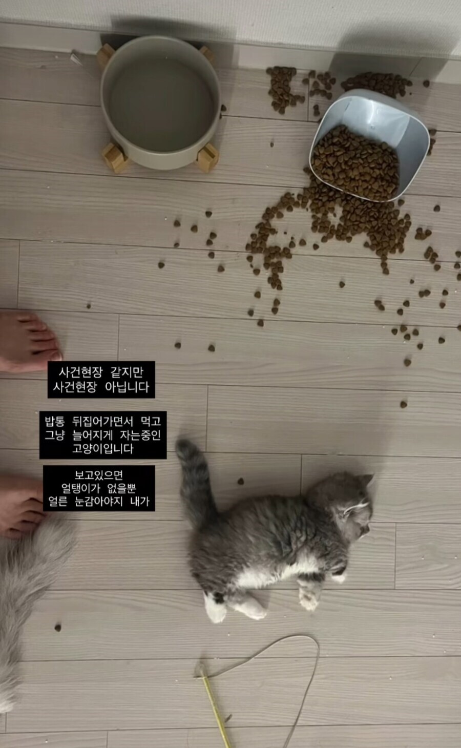 참혹한 사건현장의 고양이_1.png