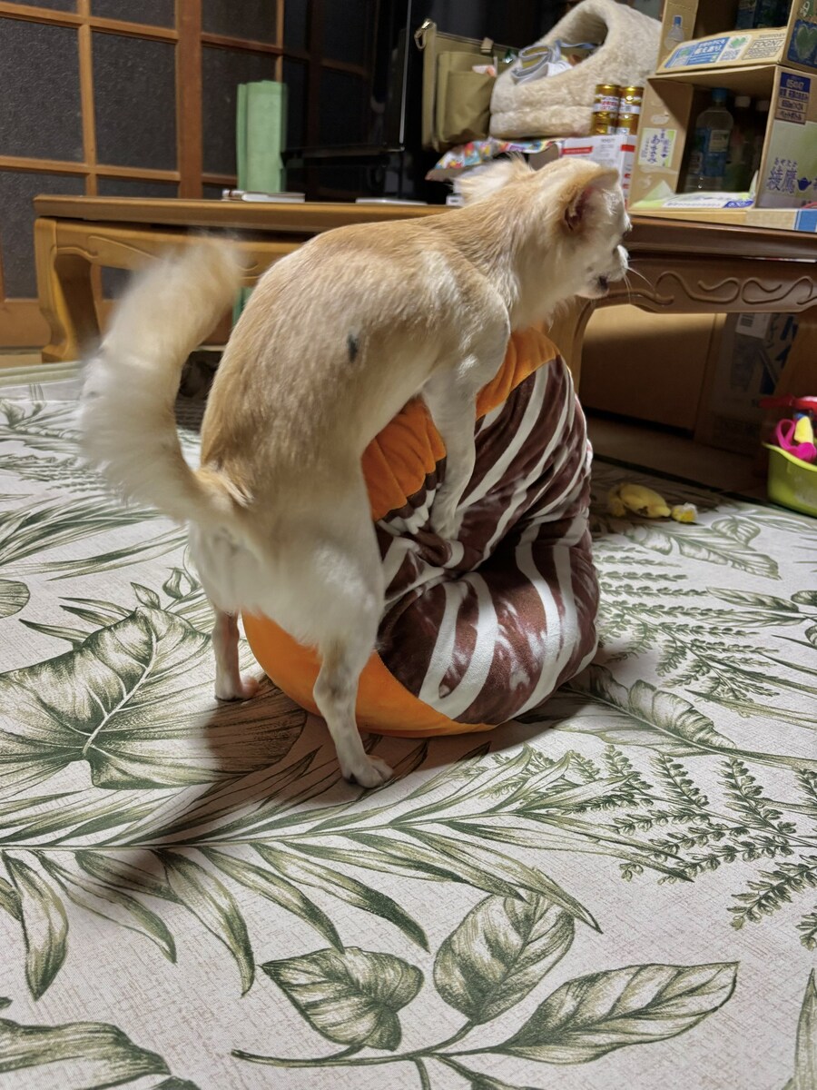 으럇 으럇 도넛자식 임신해라_1.jpg