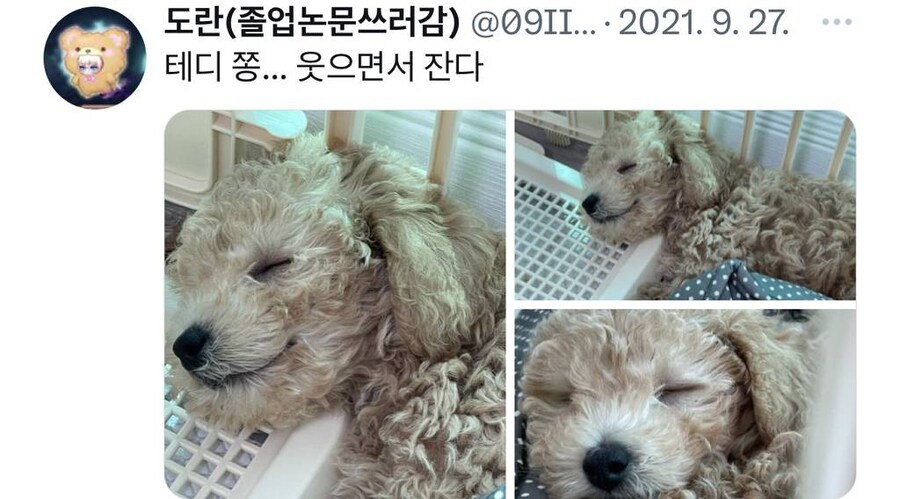 잠자는 강아지 사진 찍기 대회.jpg_5.jpg
