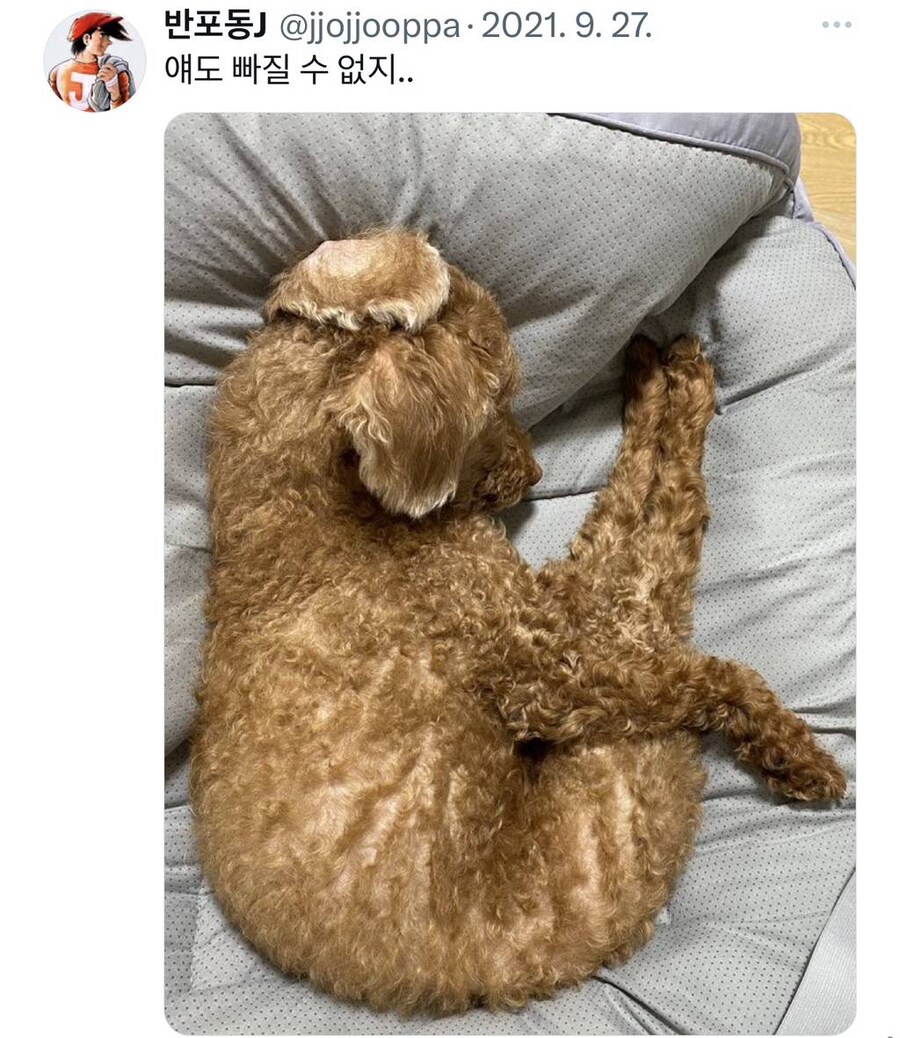 잠자는 강아지 사진 찍기 대회.jpg_6.jpg