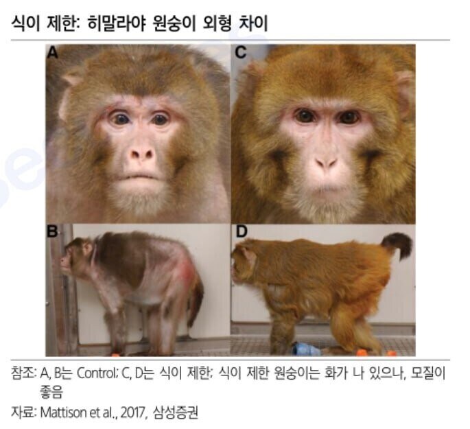원숭이를 통해 알아보는 식단조절의 영향_1.jpg