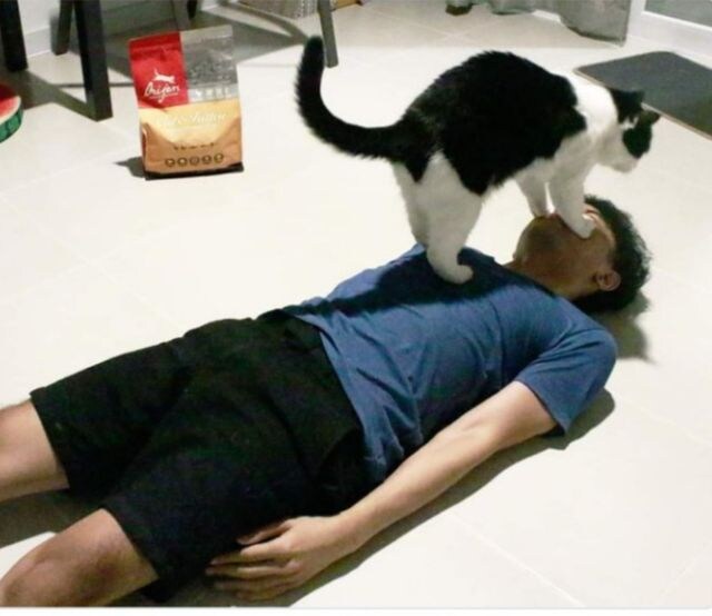 인간을 정복한 고양이_1.jpg