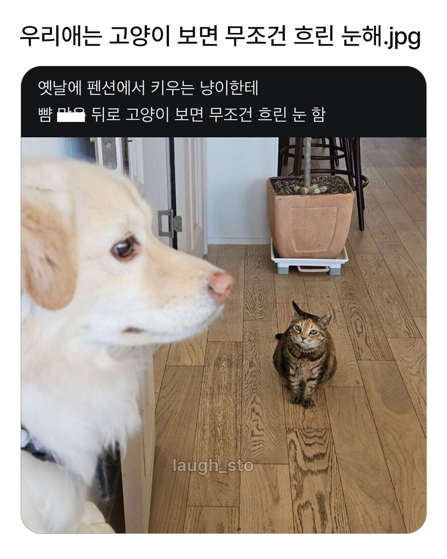 우리애는 고양이 보면 무조건 흐린 눈해.jpg_1.jpg