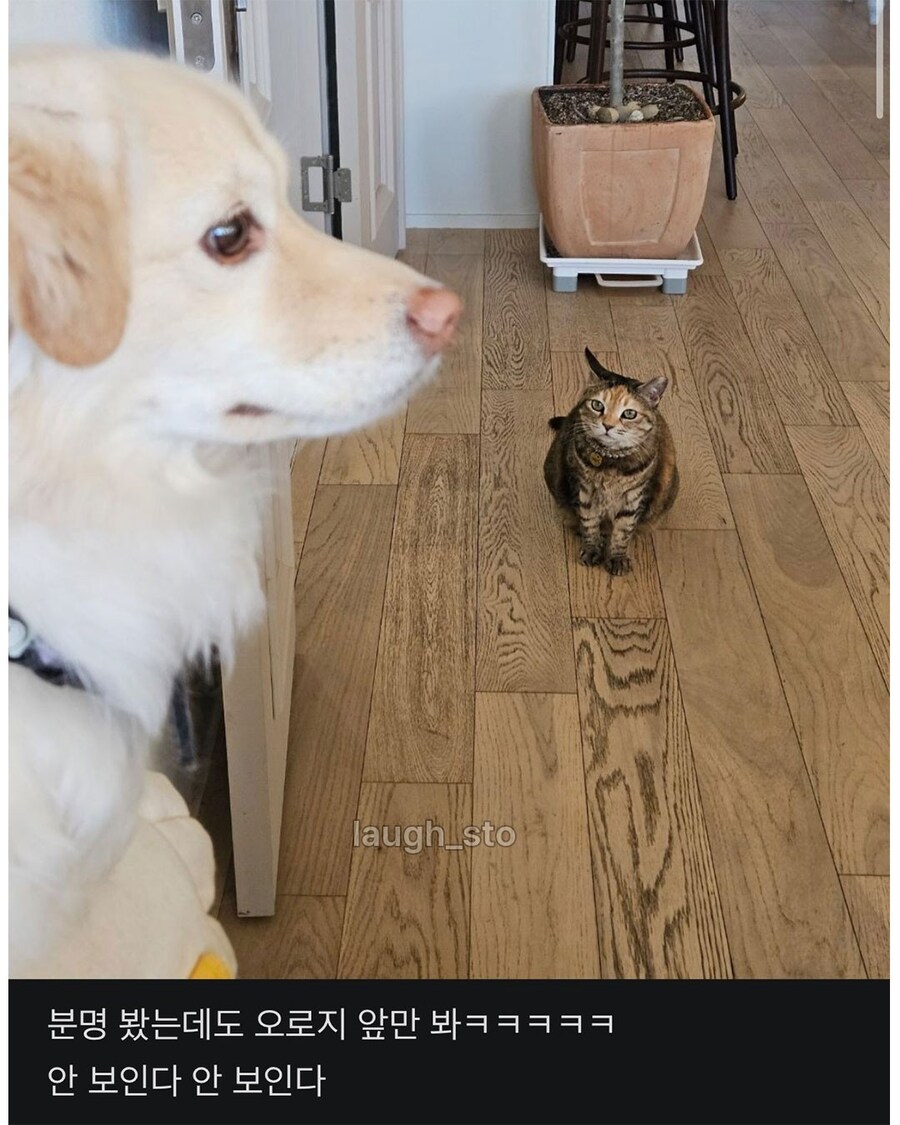 우리애는 고양이 보면 무조건 흐린 눈해.jpg_2.jpg