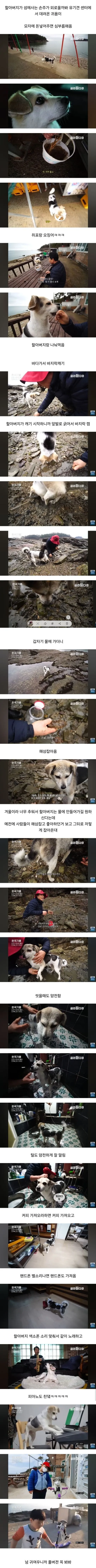 할아버지가 유기견 센터에서 데려온 귀욤이_1.webp