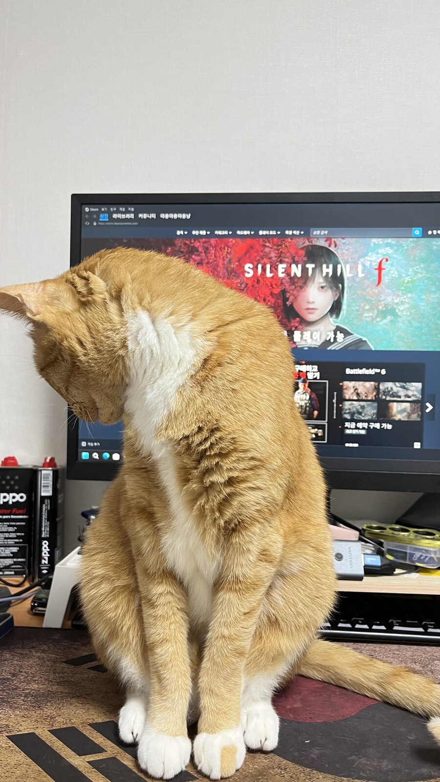 우리집 고양이 보실?_1.jpg
