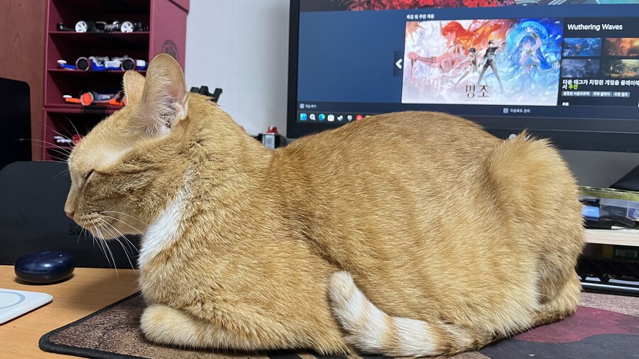 우리집 고양이 보실?_2.jpg
