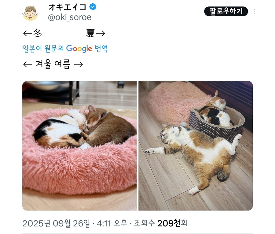 여름과 겨울, 고양이 자는 자세변화.jpg_1.jpg