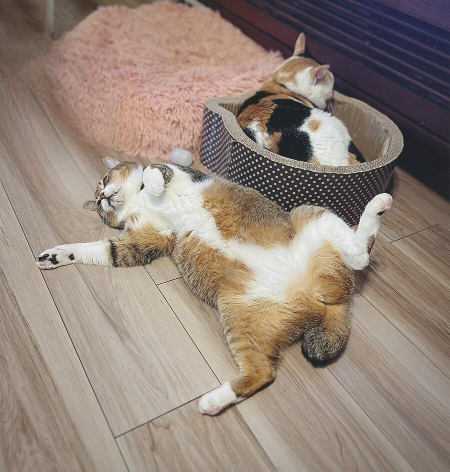 여름과 겨울, 고양이 자는 자세변화.jpg_2.jpg