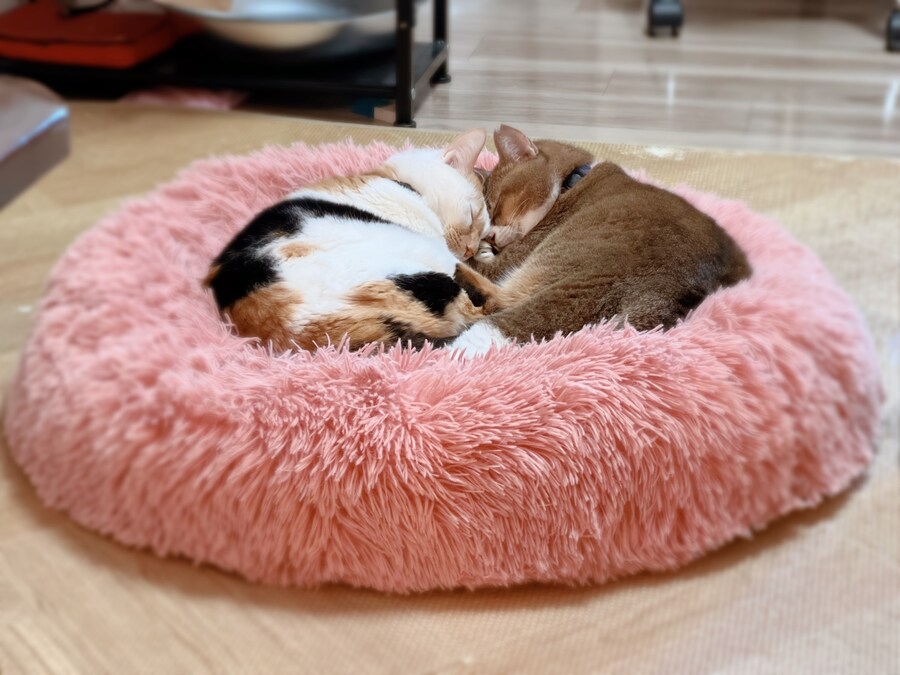 여름과 겨울, 고양이 자는 자세변화.jpg_3.jpg